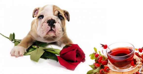 Kako da ubrzate učenje stranog jezika u 5 lakih koraka